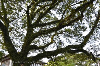 Snapshots of Cochin_DSC6005_H600